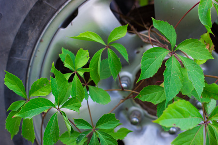 branch of green plants and car wheel to the chassis of an old rusty abandoned carの写真素材