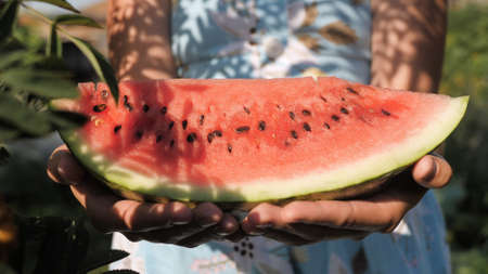 Watermelon. Female hands hold several fresh beautiful watermelon in palms on sunny day. Close-up