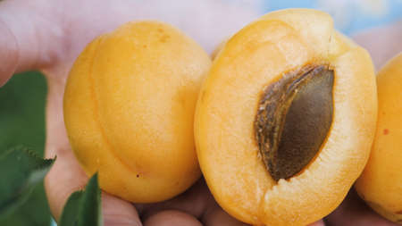 Apricot. Close-up shot of beautiful fresh apricot in female palms on clear sunny day
