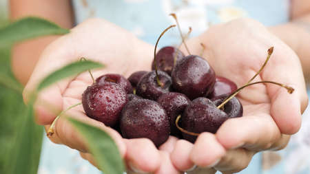 Cherry. Female hands hold several fresh beautiful sweet cherry in palms on sunny day. Close-up