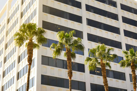 Palm trees in Los Angeles on a building background in sunlight