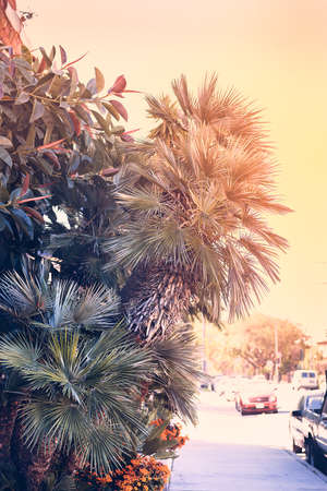 A street in Los Angeles, with palm trees and trees, a vintage effect. Vertical photoの写真素材
