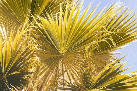 palm tree sunset background