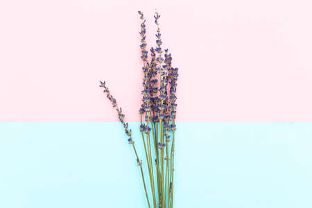 Twigs of lavender on a pink-blue background. Minimalismの写真素材