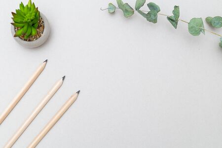 Succulent and pencils on a gray background. Minimalist designの写真素材