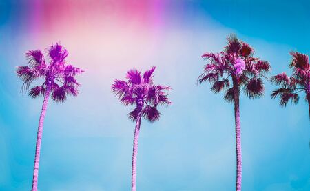 Ultra violet palms in the city of Los Angeles. Toningの写真素材