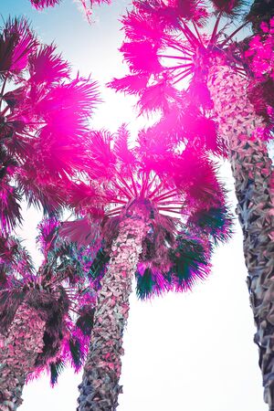 Palm trees surreal colors. Vertical photographyの写真素材