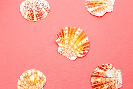 Seashells. Living coral backgroundの写真素材