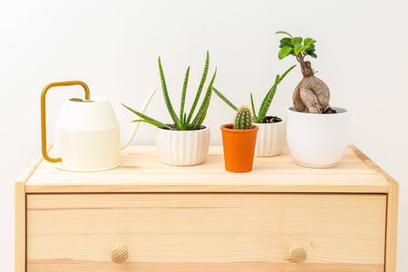 Houseplants on a wooden stand at home. Garden room. Plant home decorationの写真素材