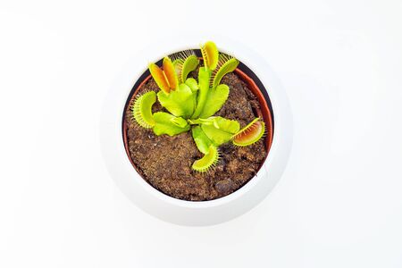 Dionaea plant on white flat lay. Home gardeningの写真素材
