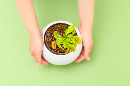 Venus Flytrap (Dionaea muscipula) on green background. A boy holding a flowerpot with Venus Flytrap. Flat layの写真素材