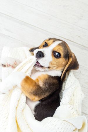 Cute puppy  beagle  lies in blanket at home. Vertical formatの写真素材