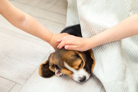Beagle puppy sleeps baby hands stroking him.  Life style. Careの写真素材