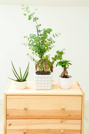 The child is playing hide and seek. Boy hiding behind a flower.  Home gardenの写真素材