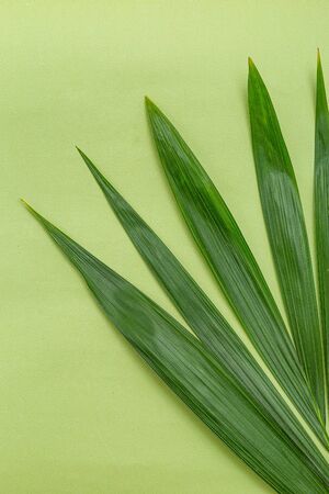 Green natural palm leaves on a green background. Green monochrome. Vertical format
