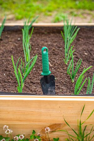 Green onion grows in the garden. Organic. healthyの写真素材