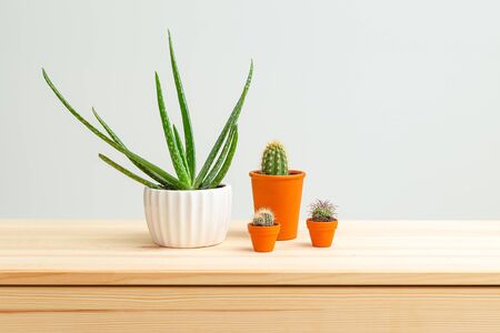 Houseplant. Aloe vera and cacti are on the wooden shelf of the house. Home gardeningの写真素材