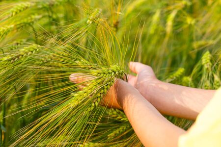 The boy holds in his hands a wheat ear on a wheat field. Summer. Sun. Back to natureの写真素材
