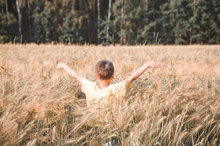 Wheat field. A boy walking on a wheat field. Reconnecting with nature.  Back to natureの写真素材