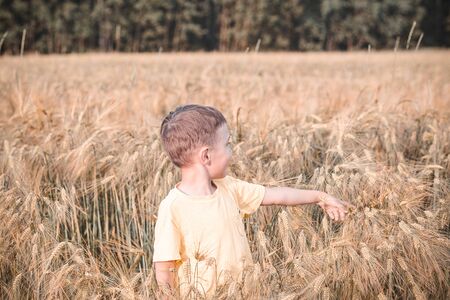 Boy playing in a wheat field.  Back to nature. Summerの写真素材