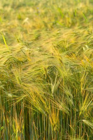 Ear of wheat. Country life. Back to nature. Summer. Vertical formatの写真素材