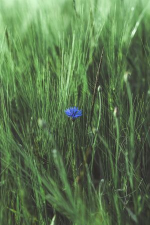 Cornflower blue flower in a wheat field. Country life. Back to nature. Wild flowerの写真素材