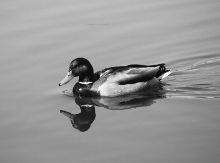 Drake in spring time (B&W). This photo is made in Opaliha village near Moscow on April, 26 2009の写真素材