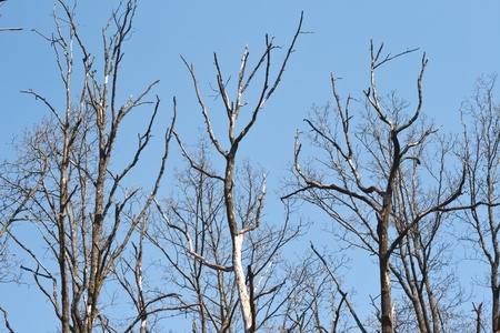 Old dead trees against the blue sky.