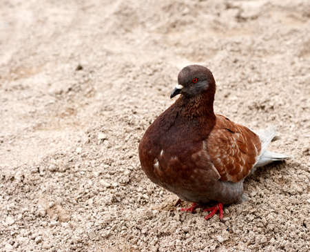 Dove in the sand. Photos made in Moscow.の写真素材