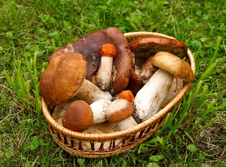 Mushrooms in a basket on a background of green grass.の写真素材