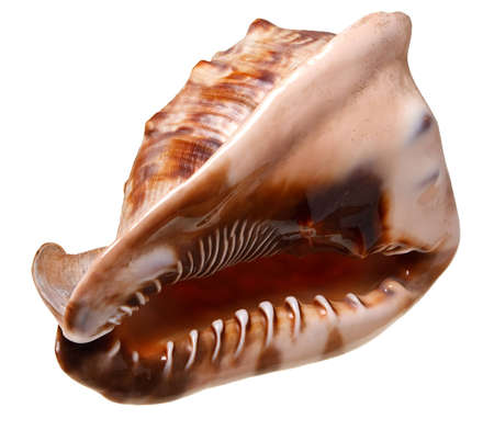 Seashell (clamshell) isolated on a white background.の写真素材