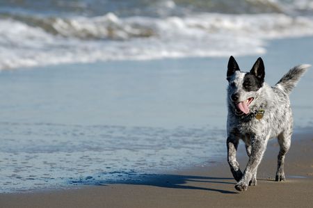 Australian cattle dog is running by San Francisco Bay.の写真素材