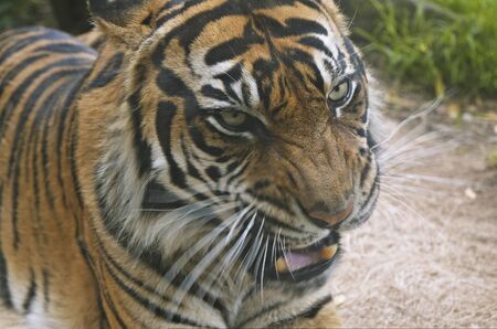 A portrait of a snarling tiger. Motion blur on vibrissae and lower jaw.