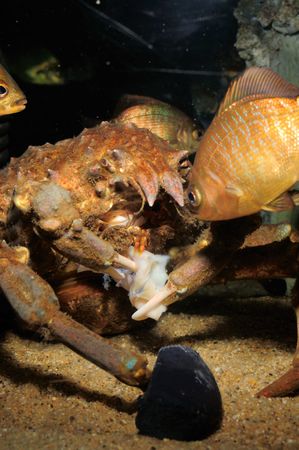 A shot of crab snacking on some morsel of flesh with curious fish looking onの写真素材