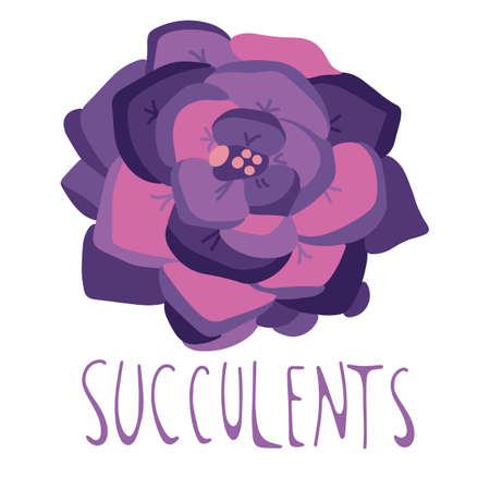 Hand drawn succulent, doodle style, isolated on a white background. Vector illustrationのイラスト素材