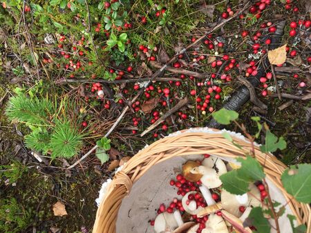 Forestの写真素材