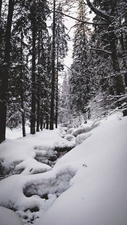 Mountain creek in snowy forest at winter