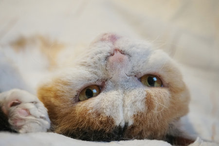 Cute cat sleeping on the bed. Close up. Selective focus.