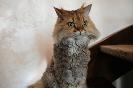 Selkirk Rex cat looking up siting on the stairs