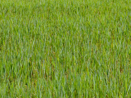 Background of green germinated wheat grains. Young green plants growing on soilの写真素材