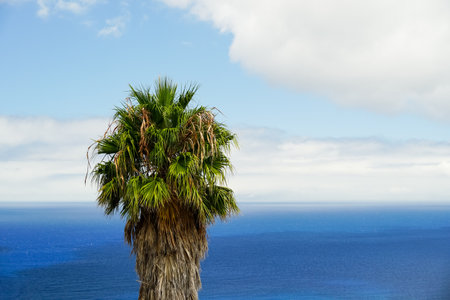 An old large palm tree against the backdrop of a blue ocean and white cloudsの写真素材