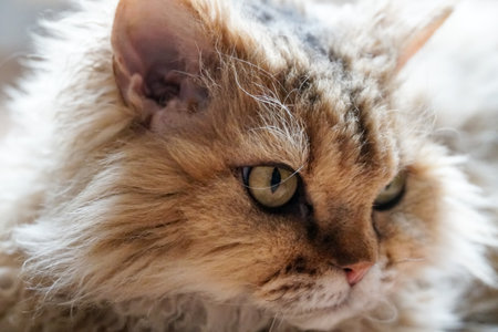 Close-up of a Selkirk Rex cats head looking to the sideの写真素材