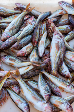 Fish anchovy background in fishermen market, Italy