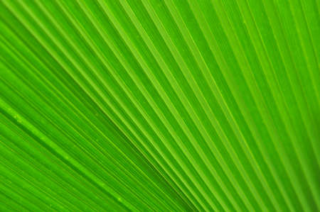 Green palm tree leaf as a backgroundの写真素材