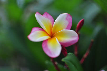 white and yellow frangipani flowers with leaves in background の写真素材