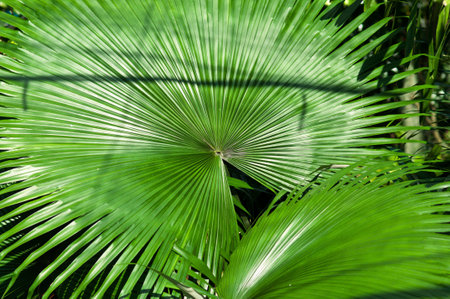 Palm leavesの写真素材