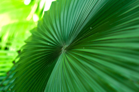 Palm leavesの写真素材