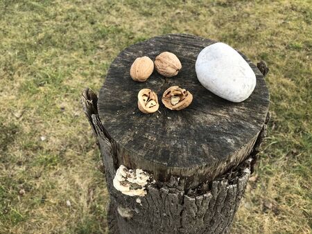 Nut cracking set