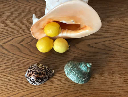 Lemons Leaving a Sea Shell as Pearls