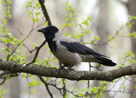 A crow on a tree branch among spring green sproutsの写真素材